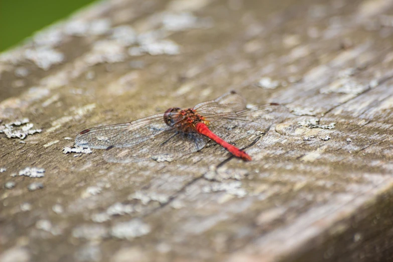 a red dragonfly resting on the side of a piece of wood