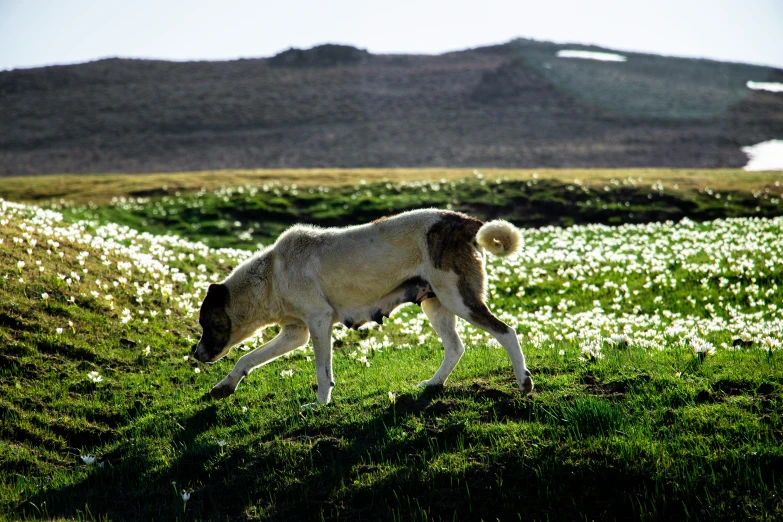 a sheep grazing on some green grass near a mountain