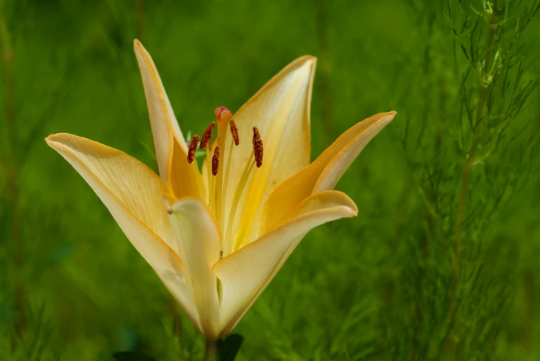 this is an image of a yellow lily