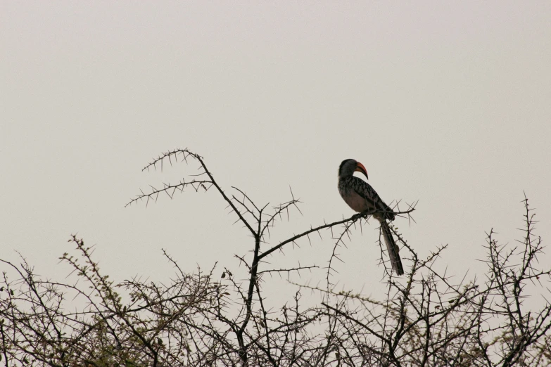 a bird on top of a leafless tree