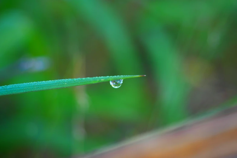 the grass appears to be under water with drops