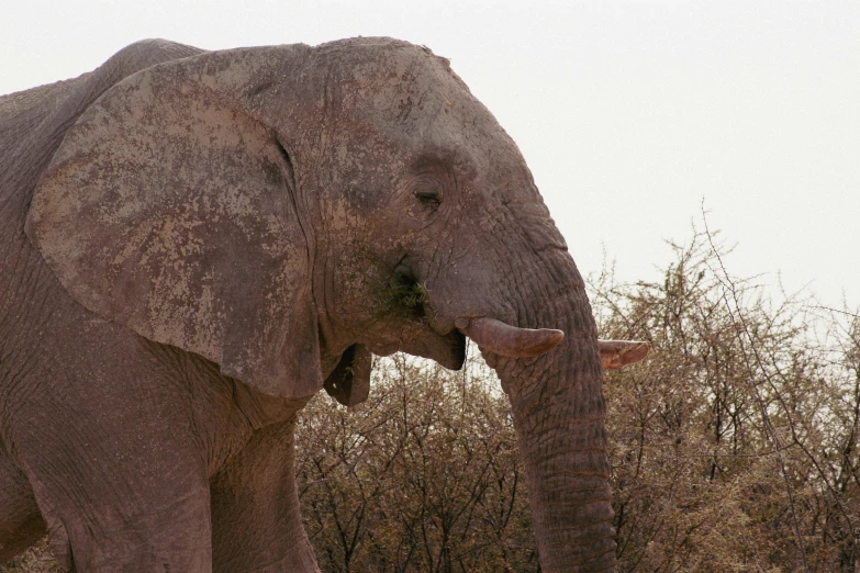 an elephant is standing on a grassy plain