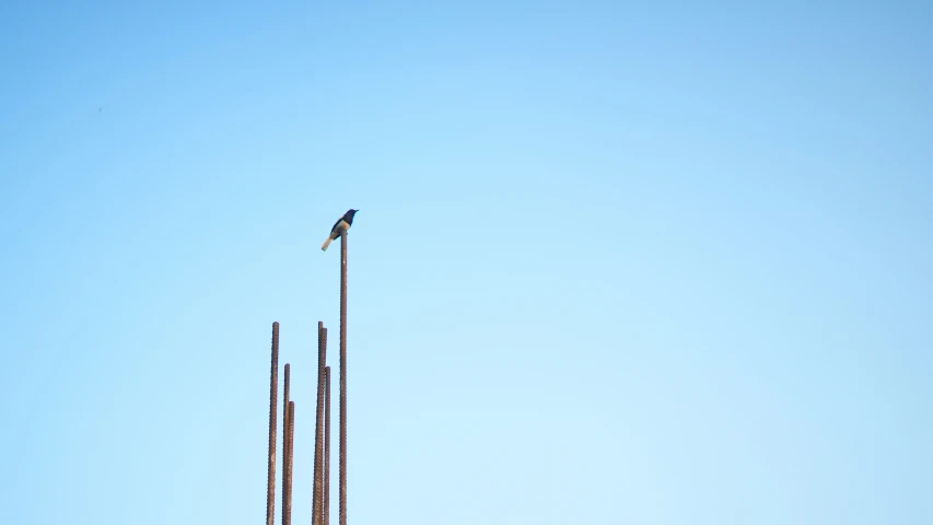 two tall poles with bird perched on top of them