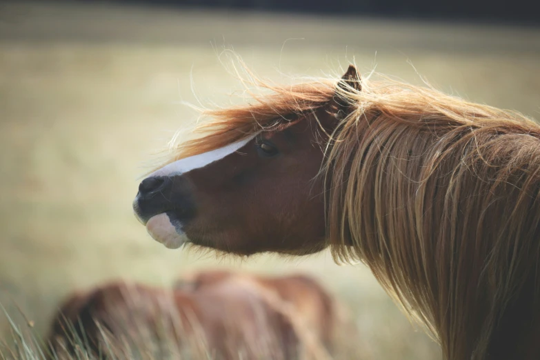 a brown horse with blonde hair standing in a field