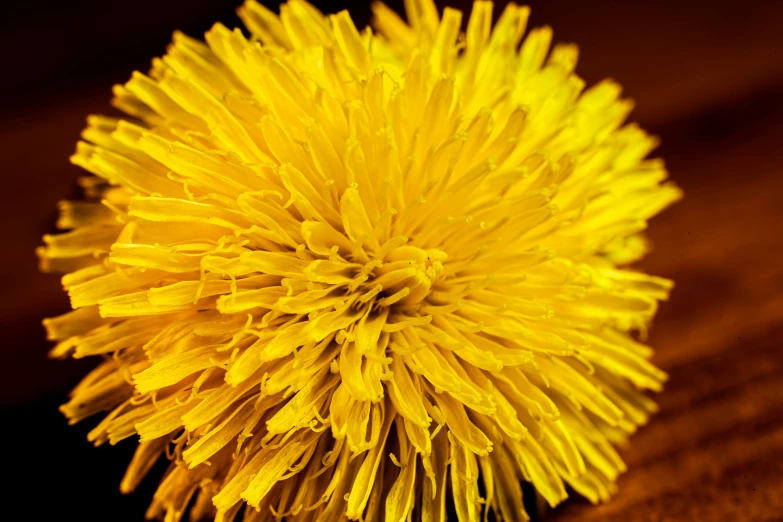 a big yellow flower on a table and water droplets are seen in the center
