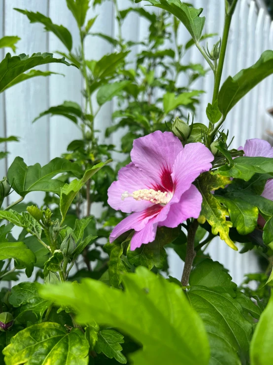 pink flowers growing on the green leaves of a bush