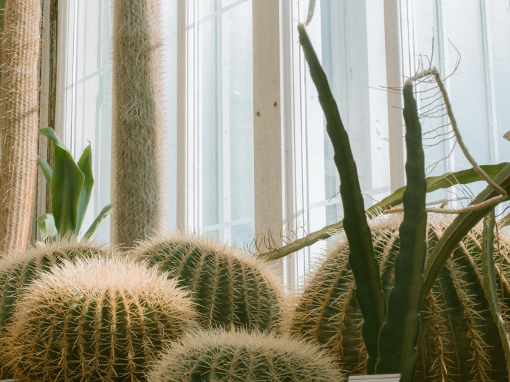 a group of cactus in different sizes near sheer curtains