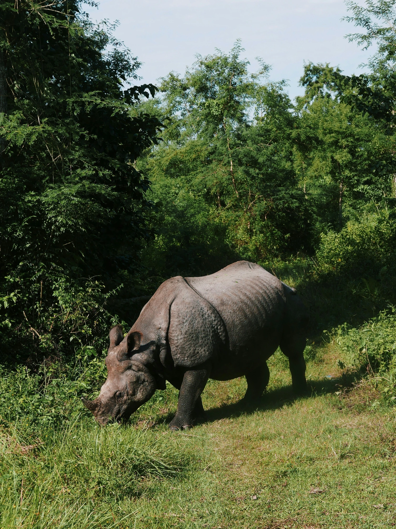 a rhino grazes on grass and shrubs beside a wooded area