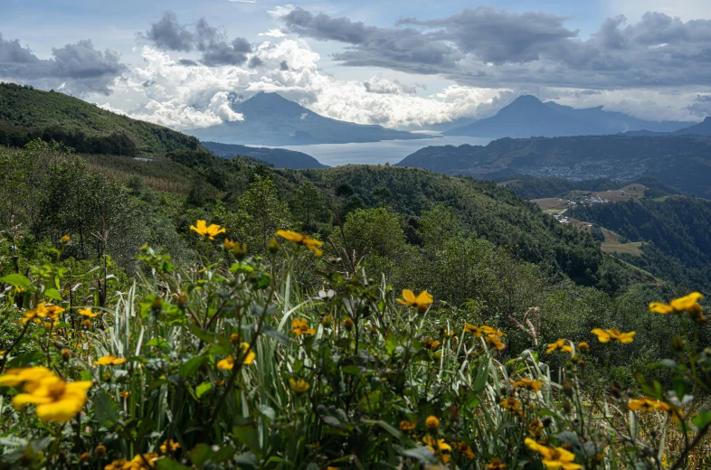 a field full of yellow flowers on a hill side