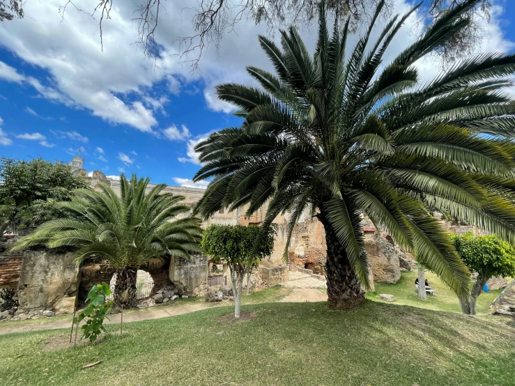 a palm tree in the middle of a park