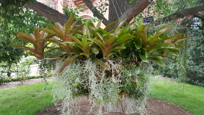 a large potted plant is placed on the sidewalk near the trees