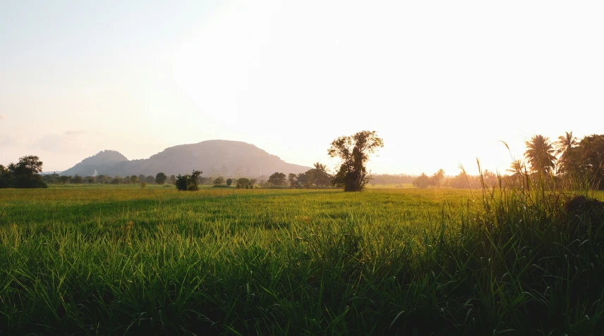 a large grassy field is shown as the sun sets