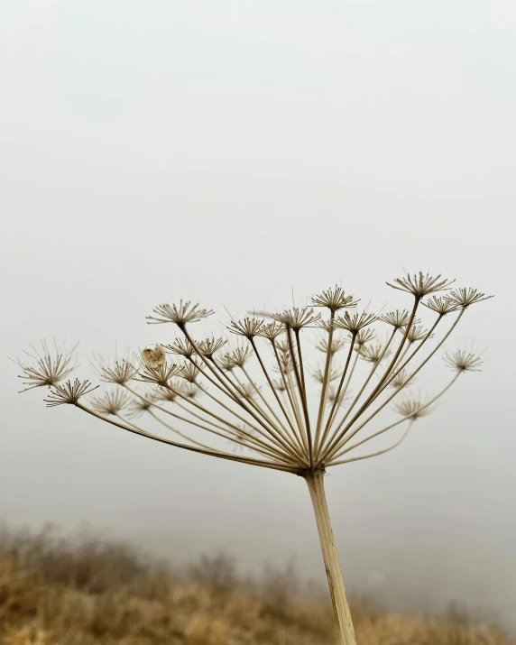 a tree with several flowers growing from the tops