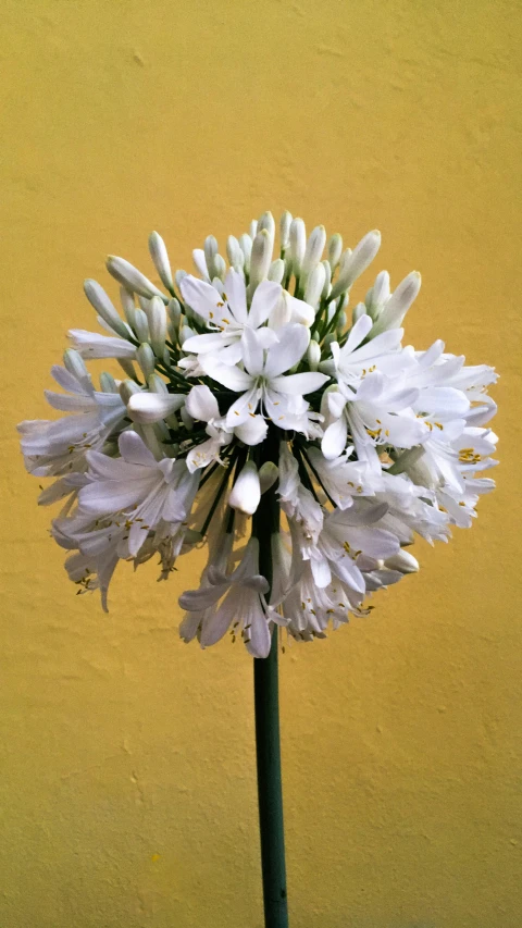 a flower stalk with many white flowers in a vase