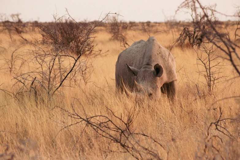 the rhino is grazing on tall grasses in the field