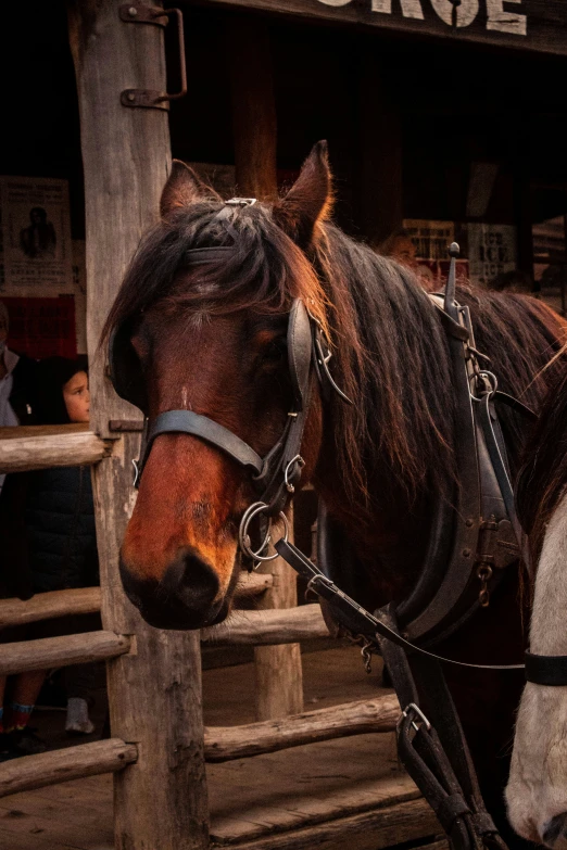 a horse stands outside with his bridles down