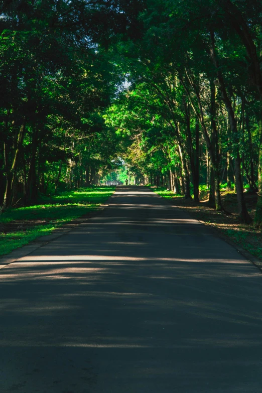 trees and bushes surround a tree lined path