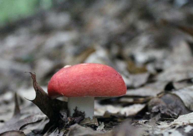a small mushroom sitting on the ground