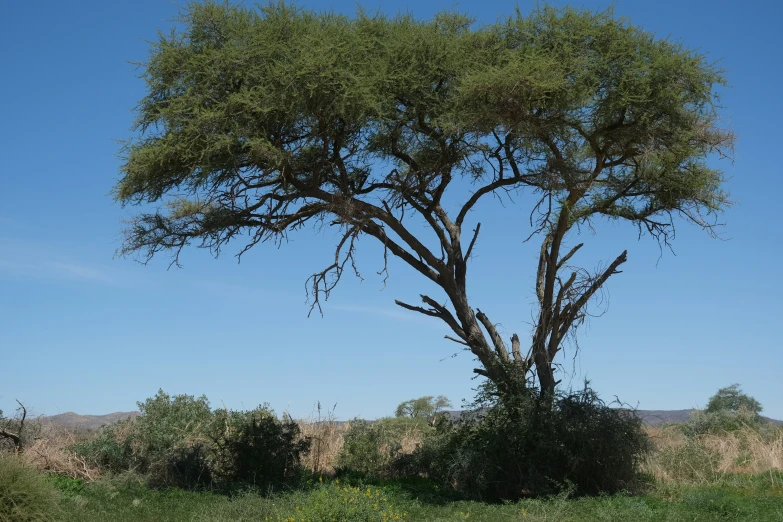 there is a large tree standing in the field