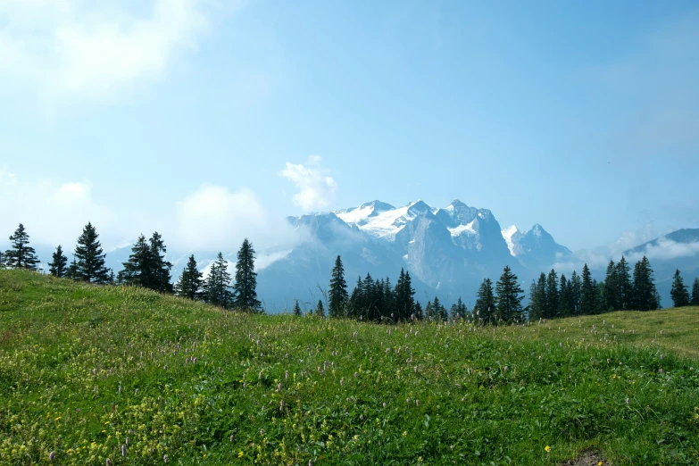 a hill covered in green grass and lots of trees