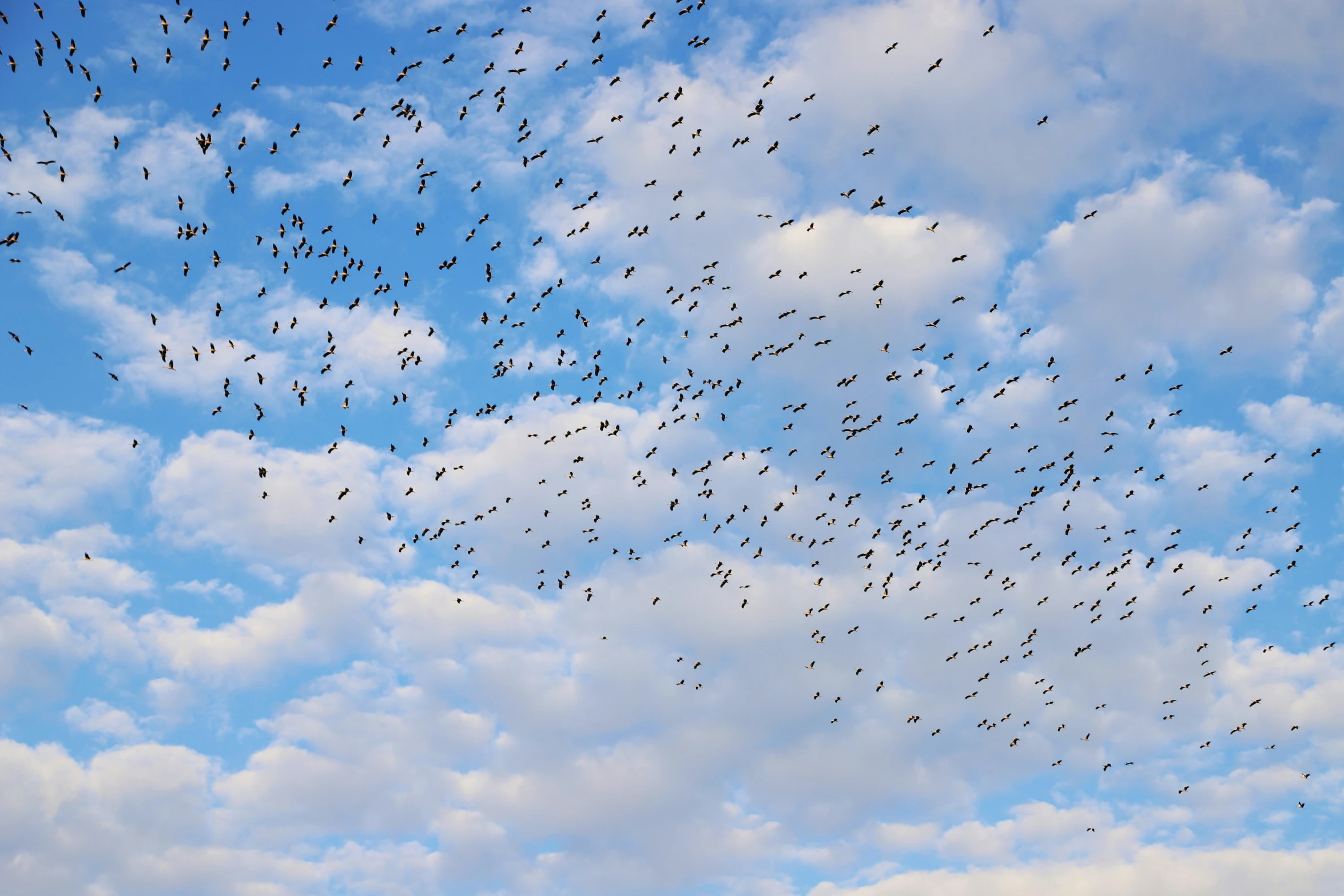 this picture is an image of a flock of birds flying overhead