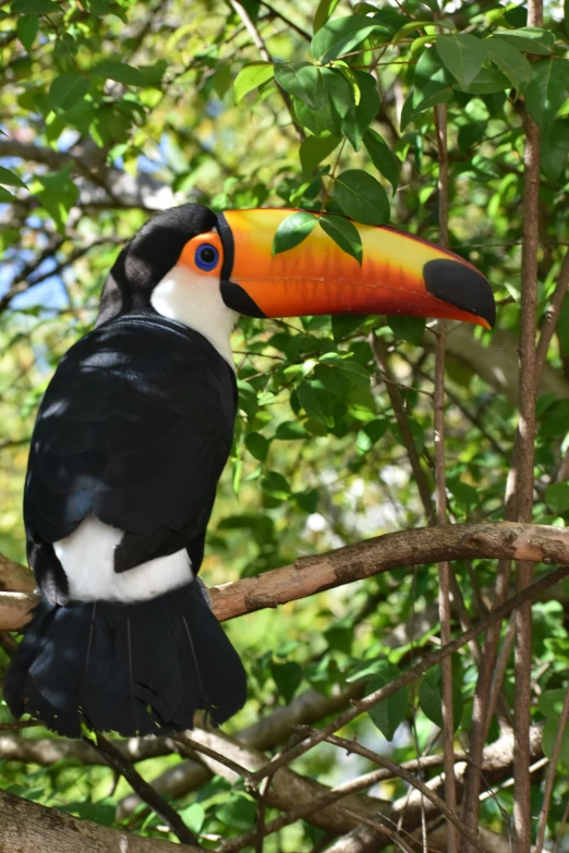 a bird with a colorful beak sits on a nch