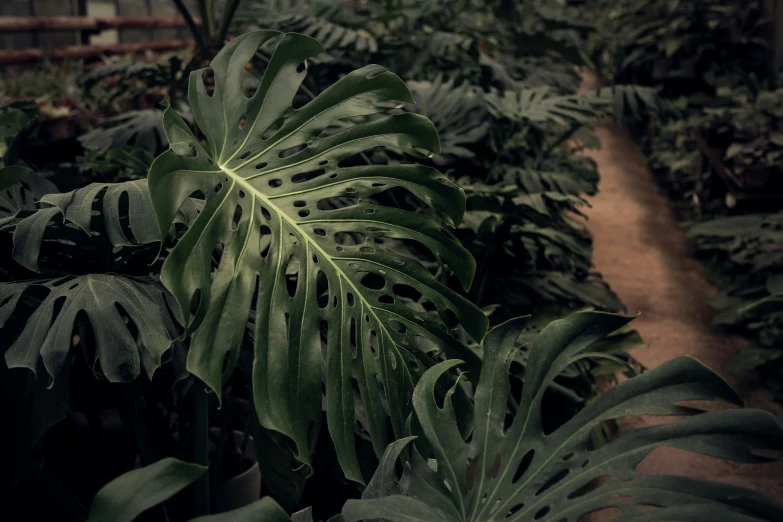 a bunch of trees with some big leaves