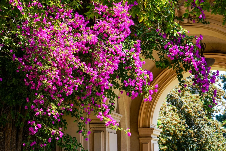 purple flowers are blooming on the top of an arch