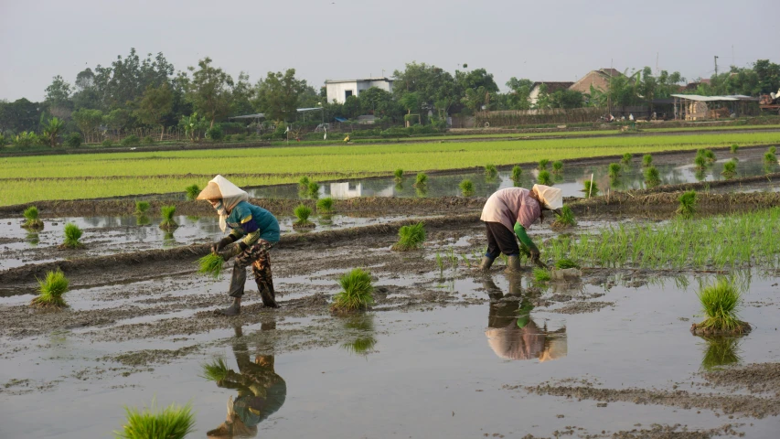 two women work in the middle of rice fields