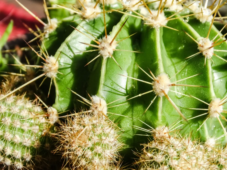 there are many small spiky plants in the garden