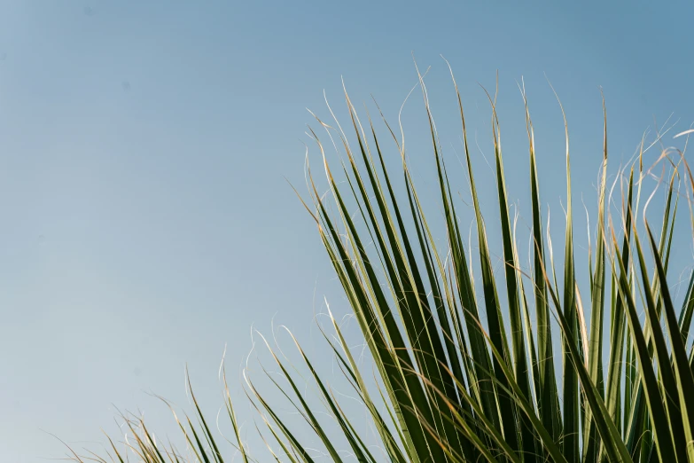 a clock is shown on the side of a tall tree