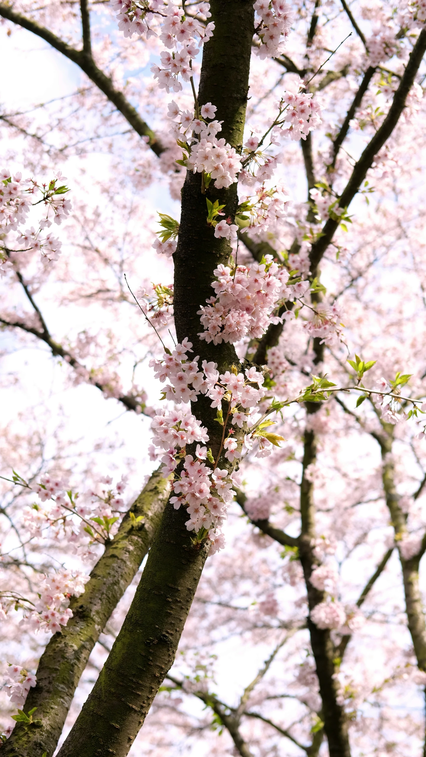 some flowers and a tree with lots of nches