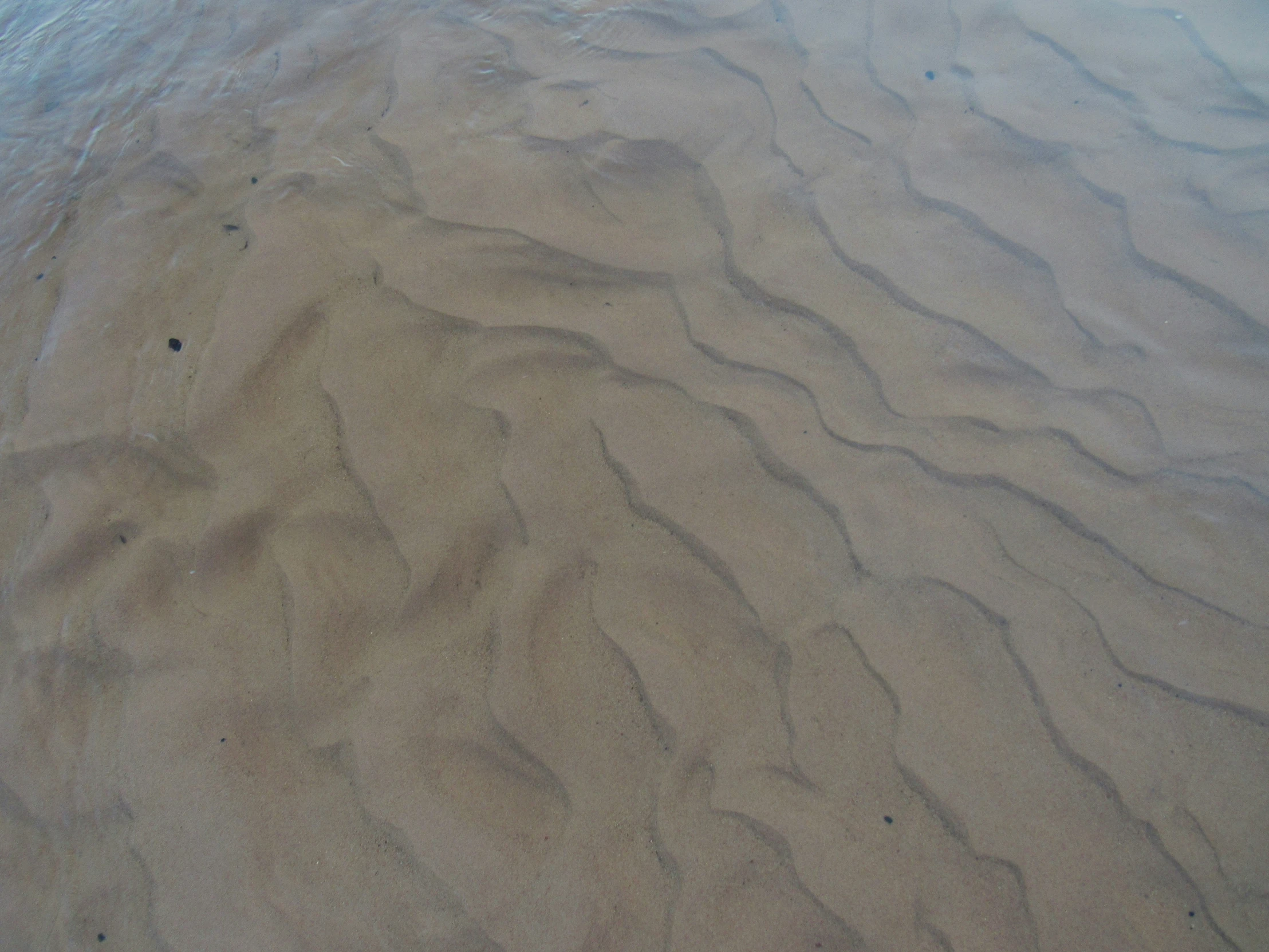 sand that is wavy and has small fish on it