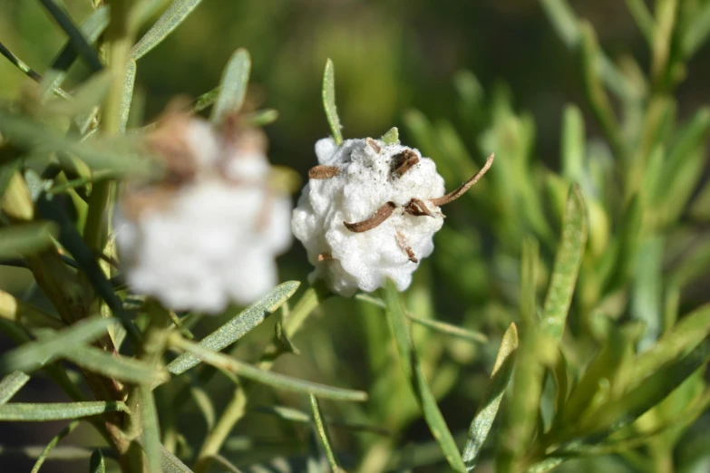 a white flower with leaves in the background