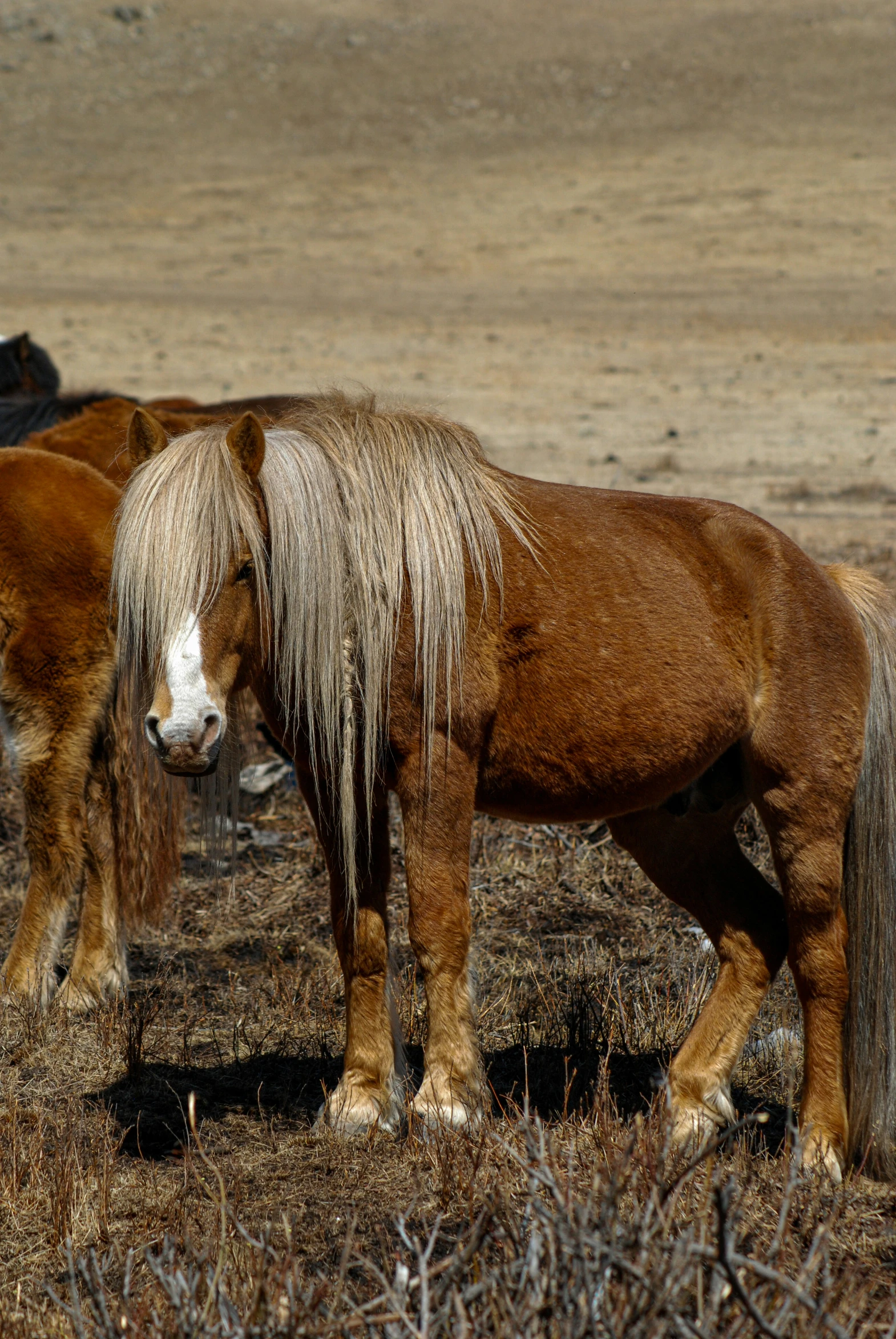 horses standing together in a dry field eating grass