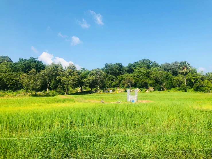 the large field has a lot of green vegetation