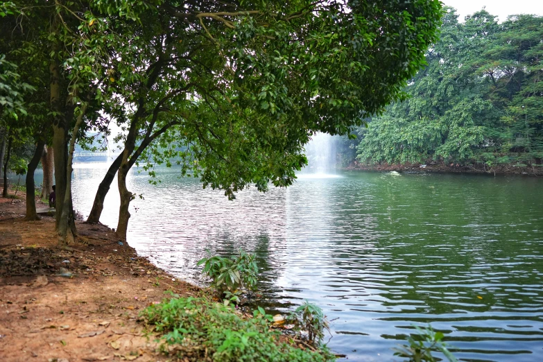 trees and water surrounding the pond with no one