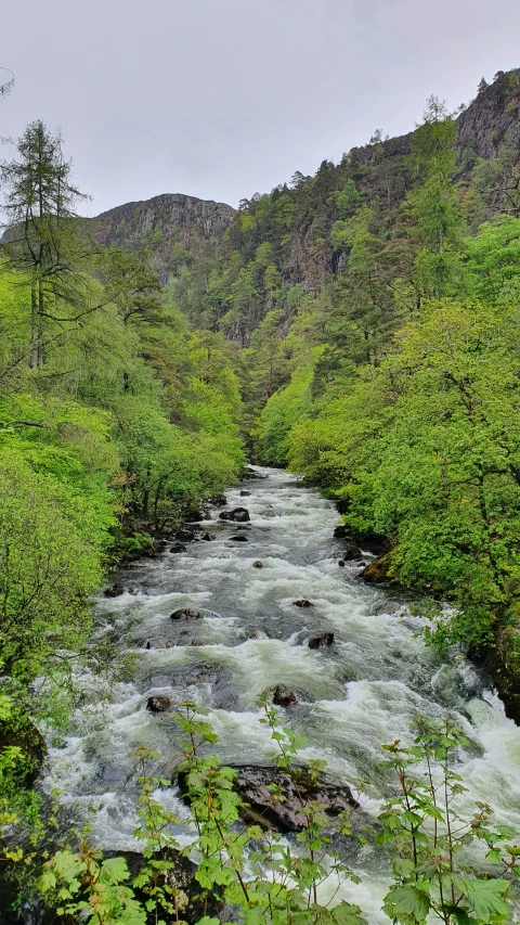 the river runs through a forested area surrounded by mountains