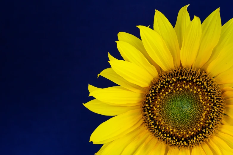 an up close po of a sunflower against a dark blue background