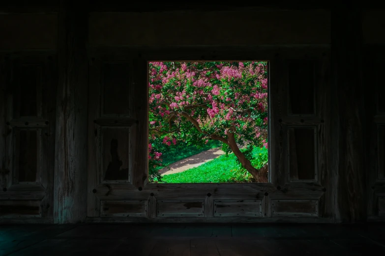 a dark room with flowers in bloom is illuminated by a window