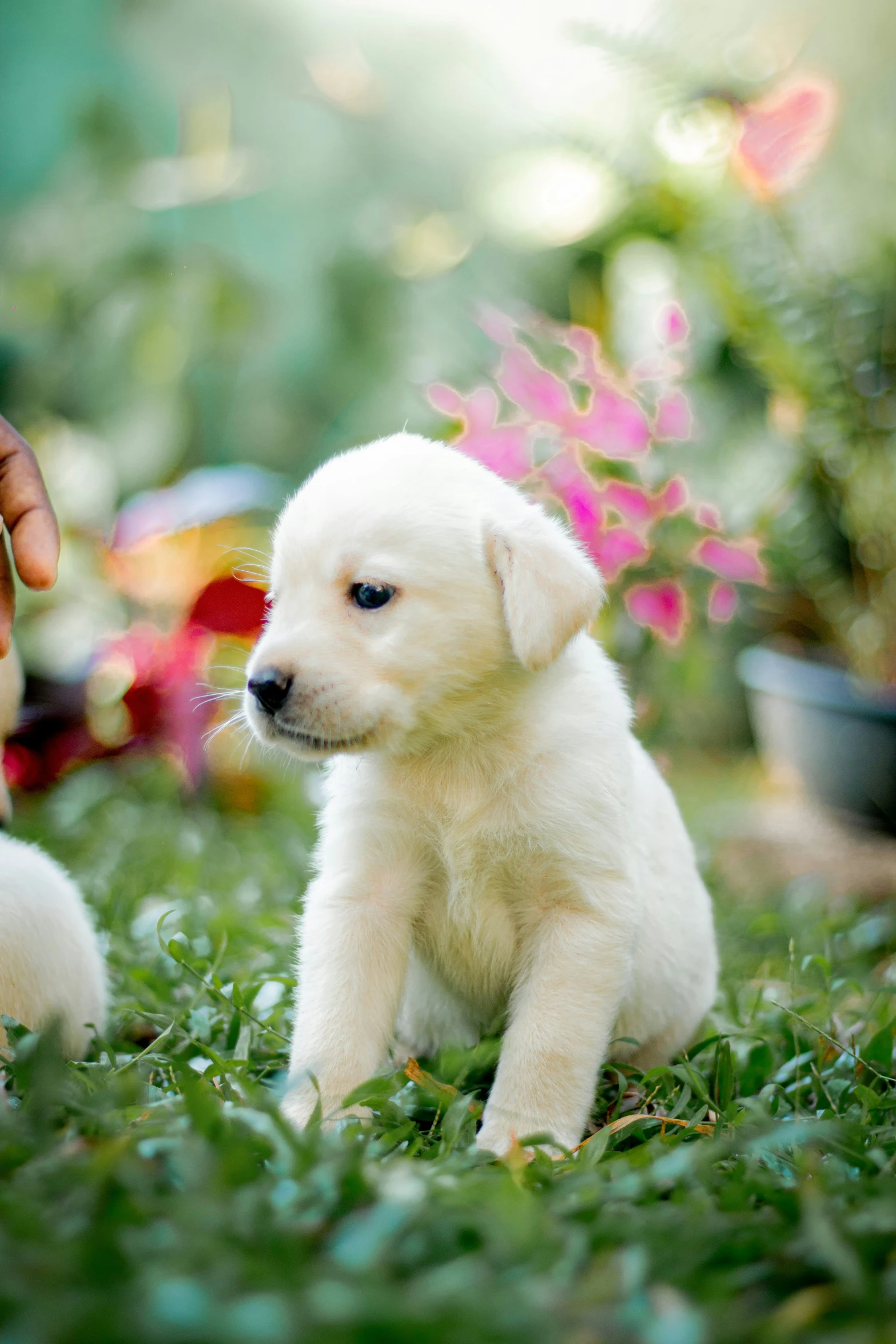 a white puppy is on some grass and some flowers