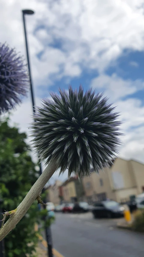 a tall black flower sitting next to a street