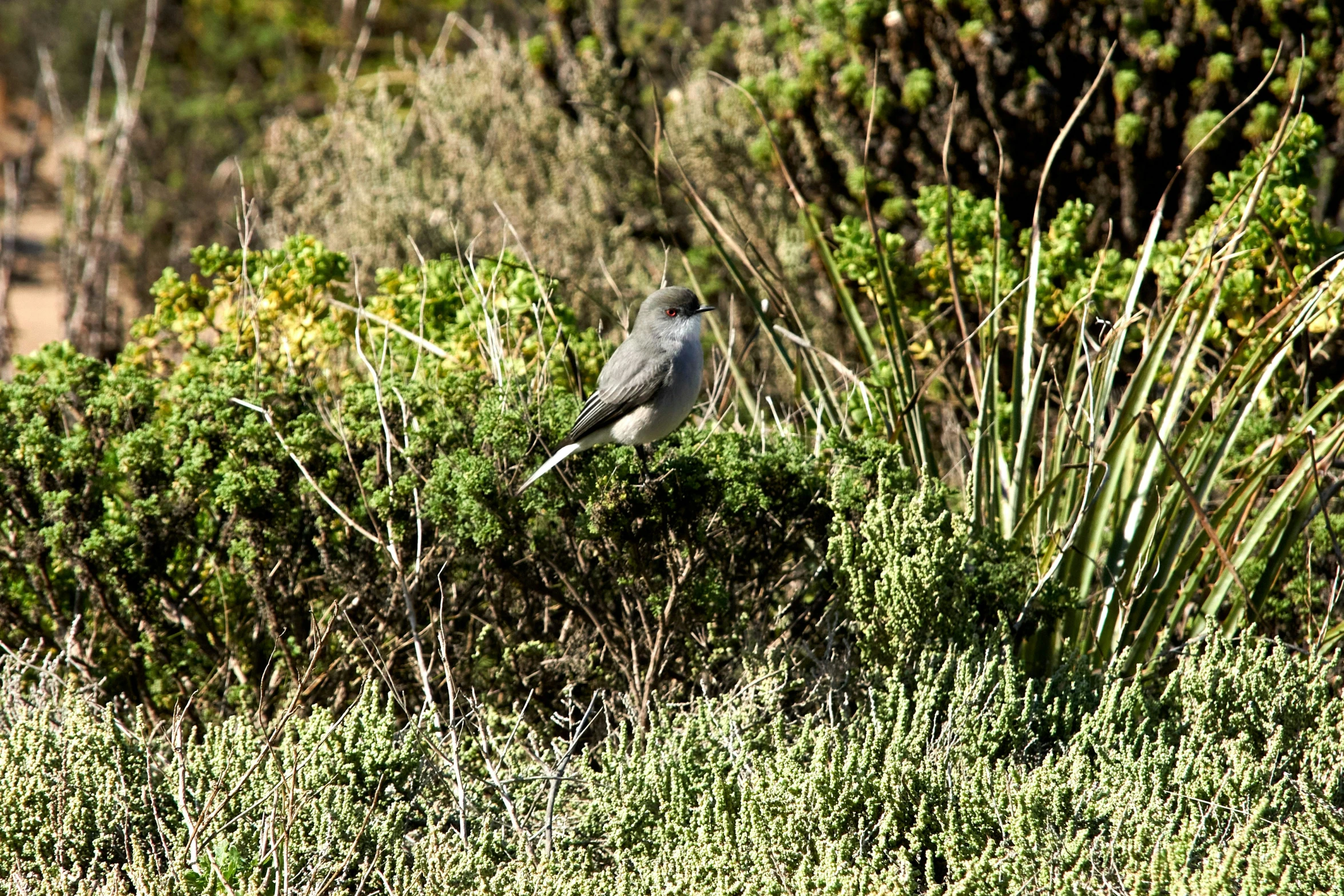 a bird sitting on top of a tree covered field