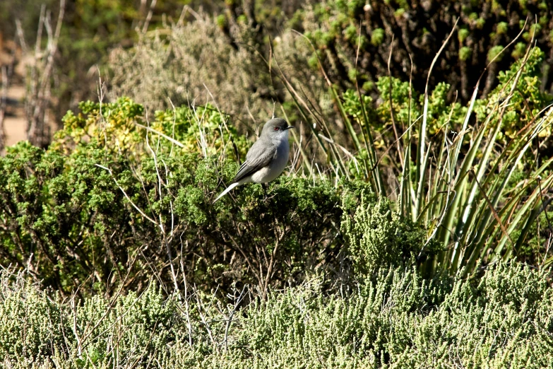 a bird sitting on top of a tree covered field