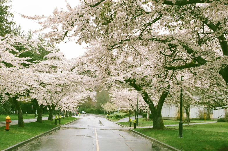 a wet road next to blossoming trees with houses in the background