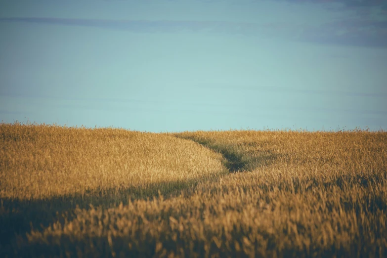 the path between dry grassy fields leads into the distance