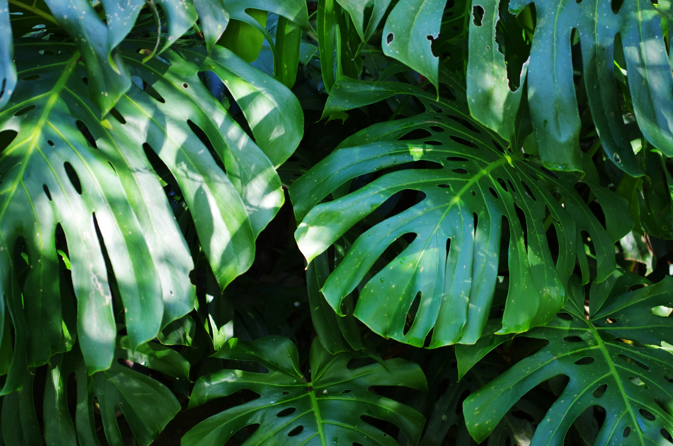 the green leaves are large and lush