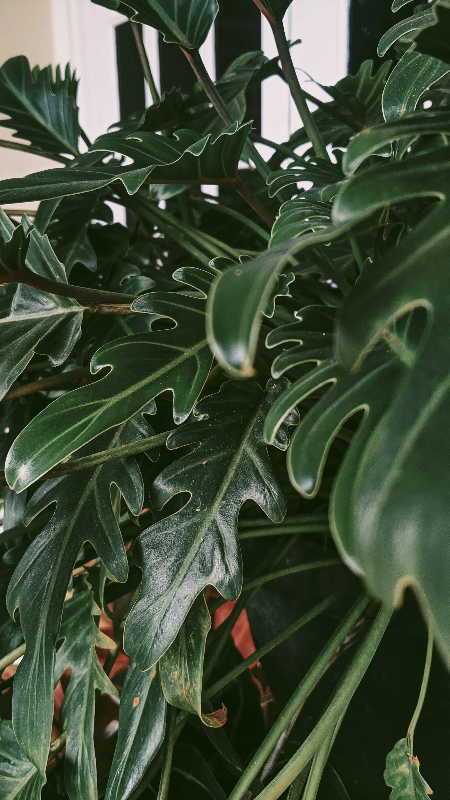 a close up of a plant with a lot of leaves