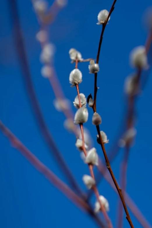 the buds of a nch are still open