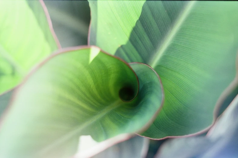 green leaf with blurred background at daytime